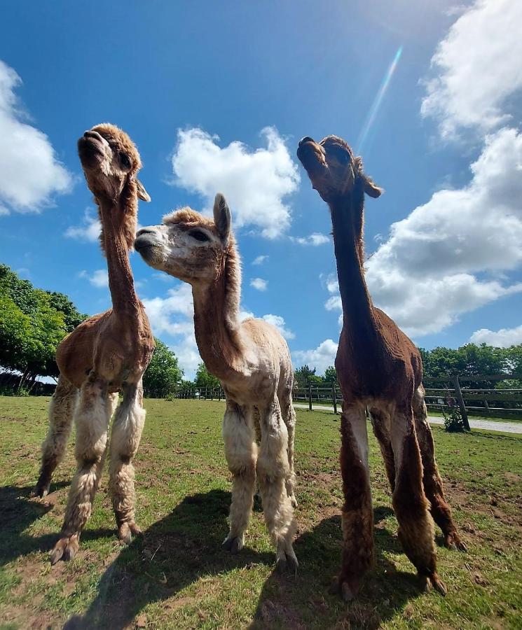 Cosy Barn On Rural Smallholding With Alpacas, Goats & Pigs Stithians エクステリア 写真